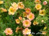 Sidabražolė krūminė 'Double Punch Peach' (lot. Potentilla fruticosa)